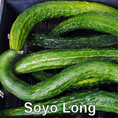 14soyo long 400.jpg